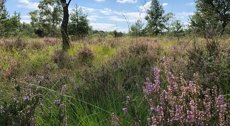 Villa i Ferienpark Gut Langen