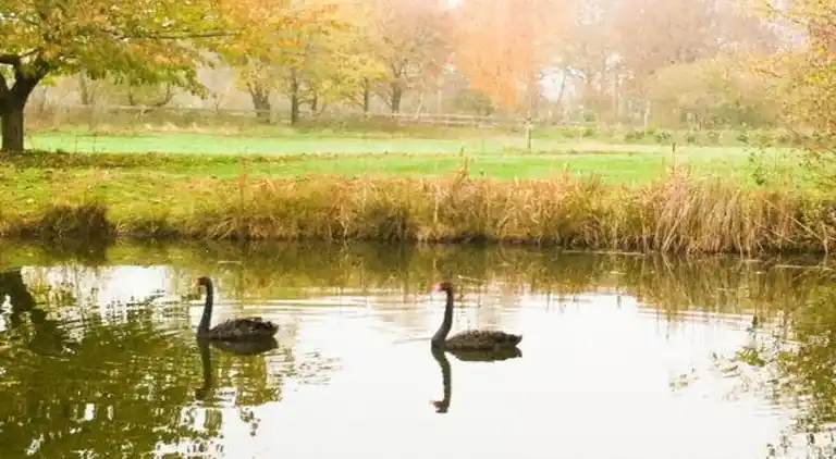 Villa i Ferienpark Gut Langen
