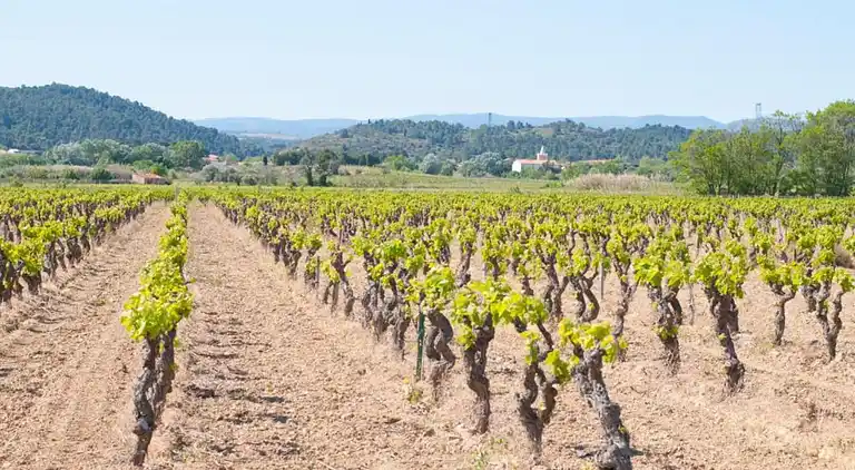 Cottage in Roquecourbe-Minervois