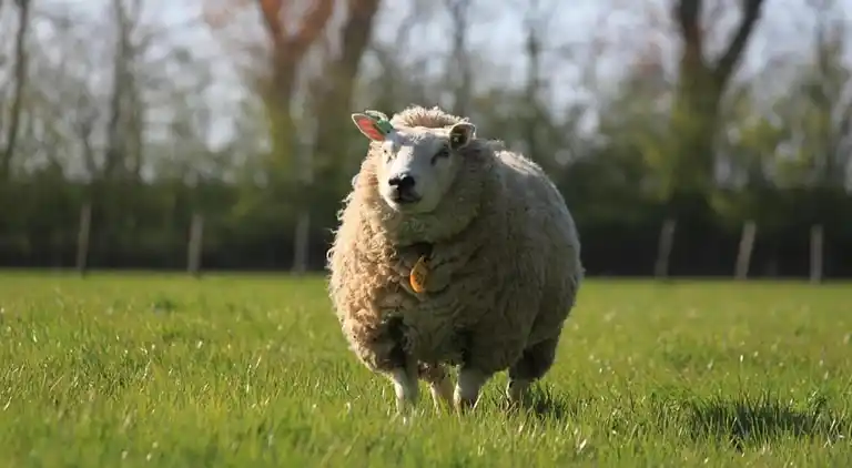 Villa in Hippolytushoef