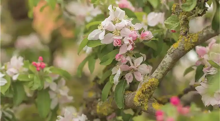 Villa in Hippolytushoef