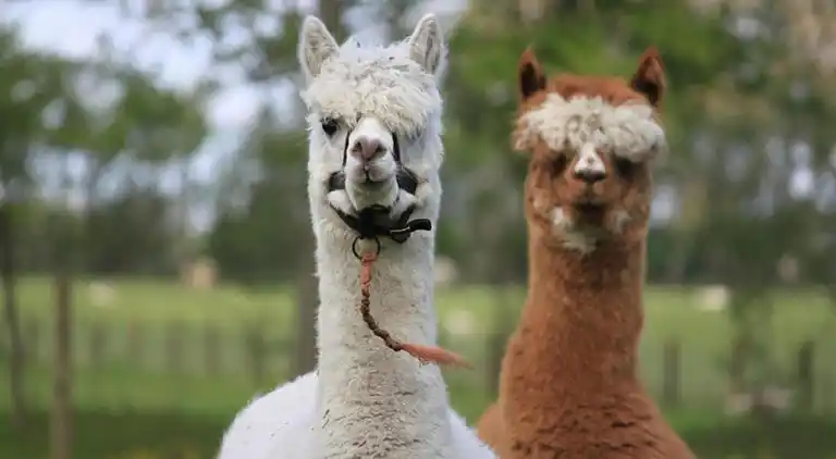 Villa in Hippolytushoef