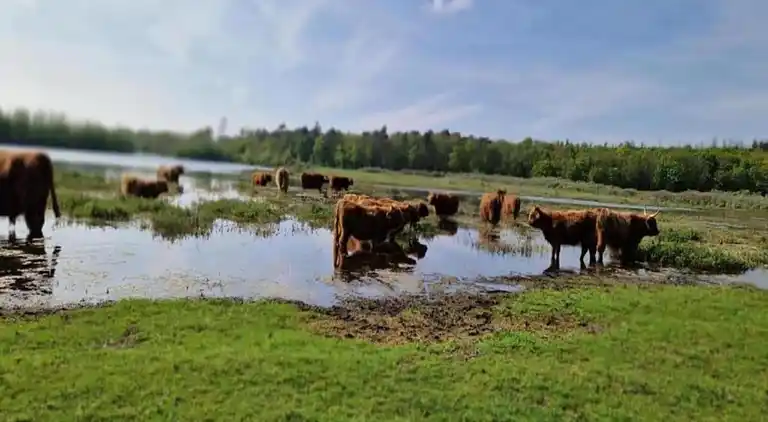 Villa in Hippolytushoef