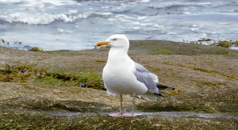 Ferienwohnung in Trébabu