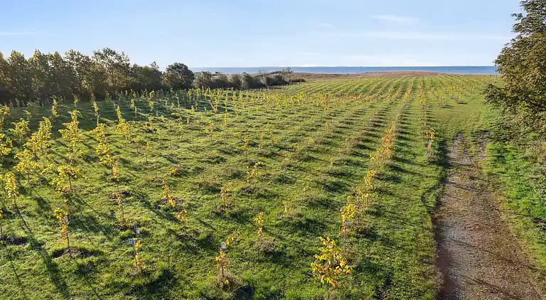Italienisches Flair am WEINGUT bei Karrebæksminde