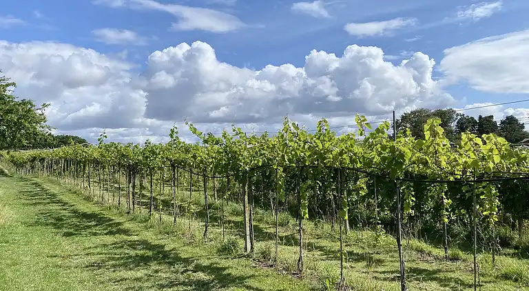 Italienisches Flair am WEINGUT bei Karrebæksminde