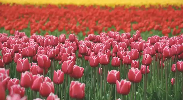 Cottage in Egmond aan Zee