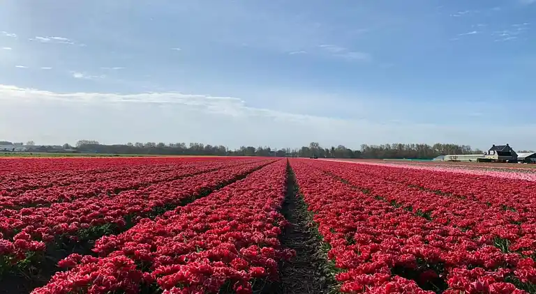 Vakantiehuis in Noordwijkerhout