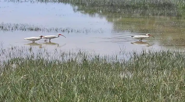 Ferielejlighed i Beaufort