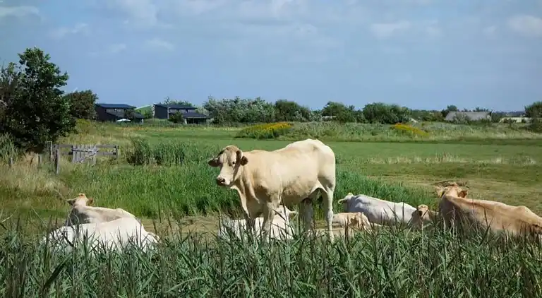 Bungalow i Callantsoog