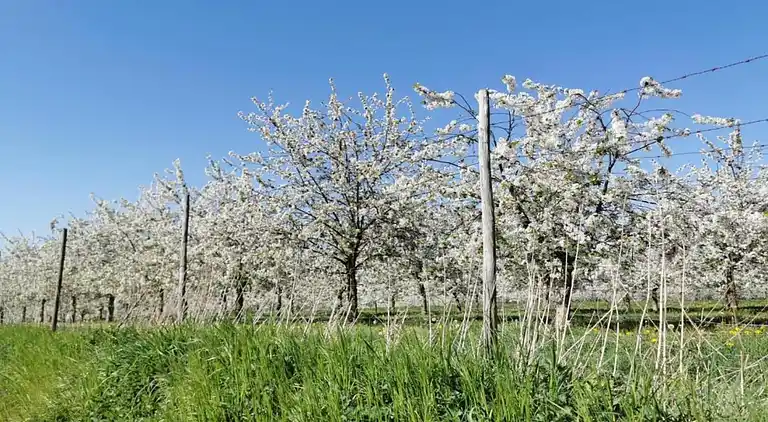 Sommerhus i Dousberg-Hazendans