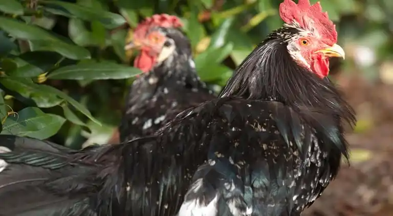 Semesterbostad i Hooghalen