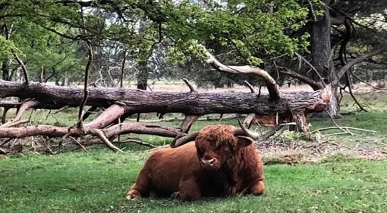 Cottage in Hooghalen