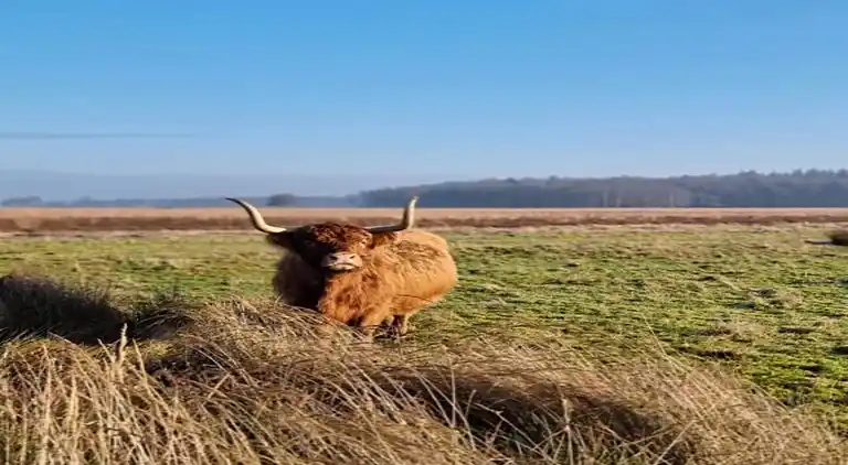 Cottage in Hooghalen