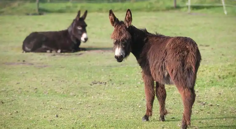 Semesterbostad i Hooghalen