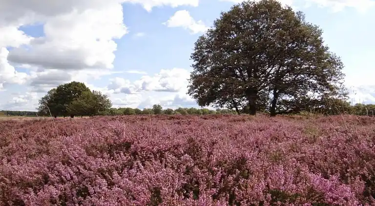 Semesterbostad i Hooghalen