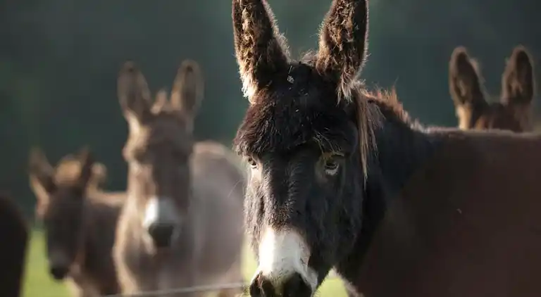 Cottage in Hooghalen