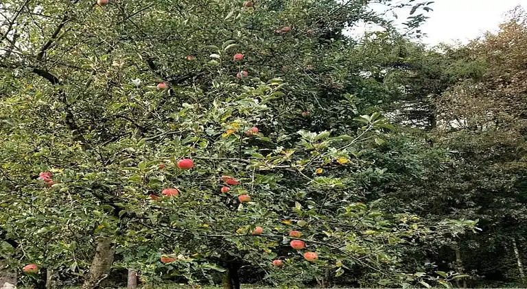 Semesterbostad i Hooghalen