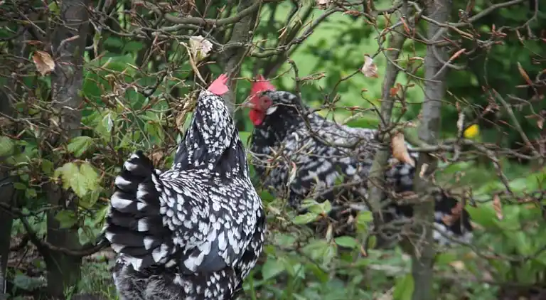 Semesterbostad i Hooghalen