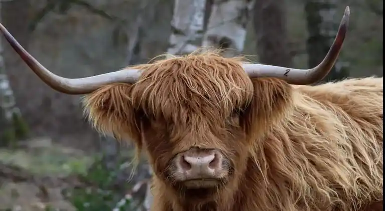 Cottage in Hooghalen