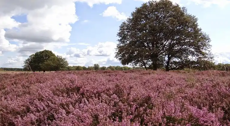 Cottage in Hooghalen