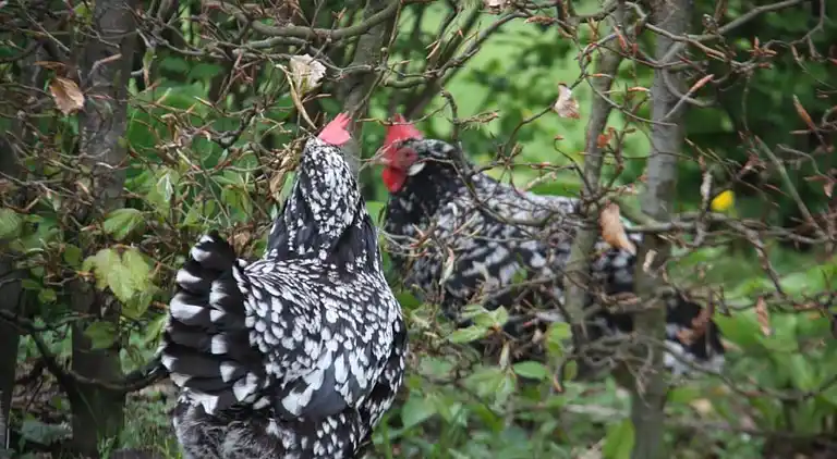 Semesterbostad i Hooghalen