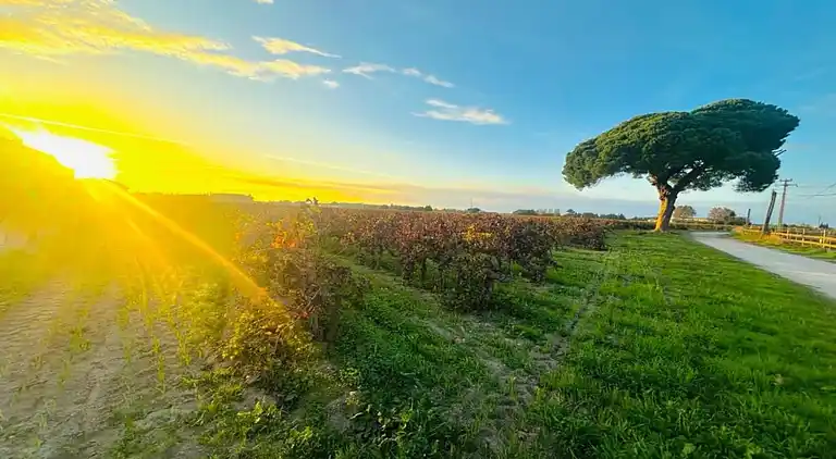 Sommerhus i Aigues-Mortes