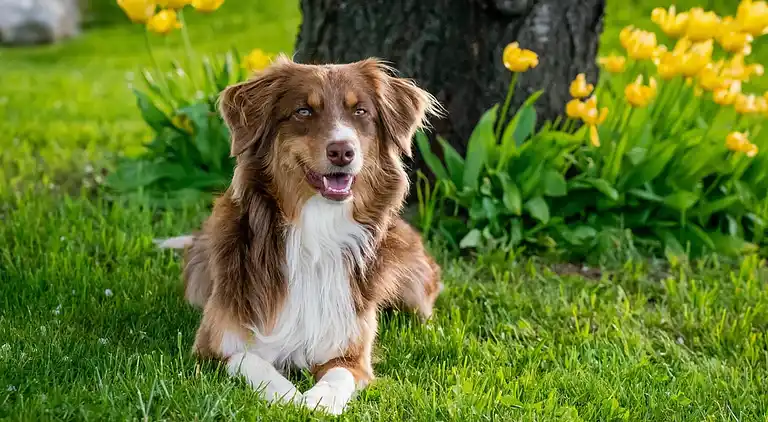 Ferielejlighed i Saint-Laurent-d'Aigouze