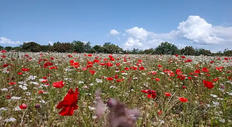 Holiday home in Gordes