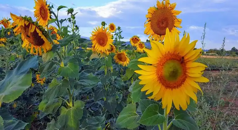 Ferielejlighed i Lacoste