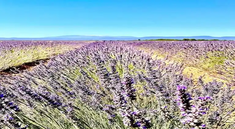 Ferielejlighed i Lacoste