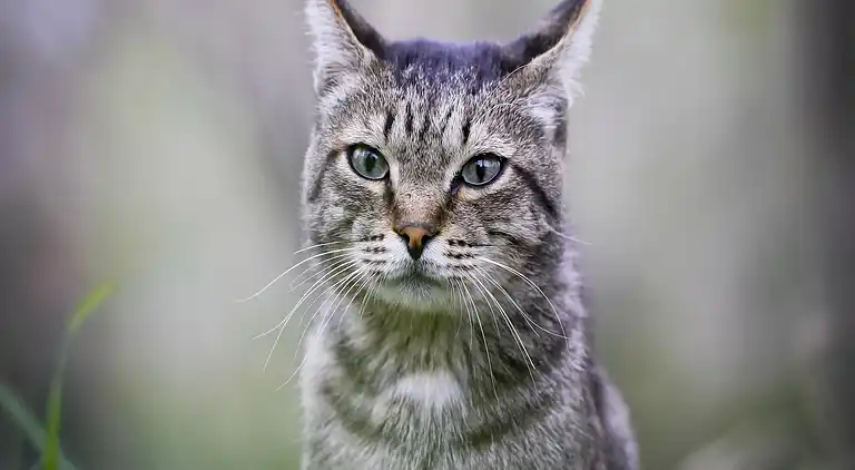 Ferielejlighed i Lacoste