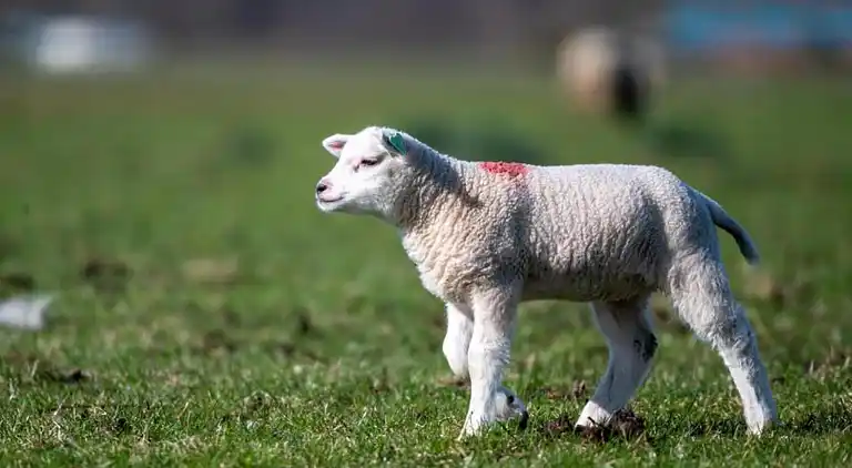 Appartement in Den Burg