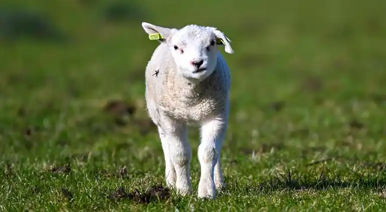 Appartement in Den Burg