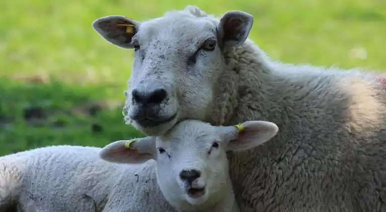 Leilighet i Den Burg