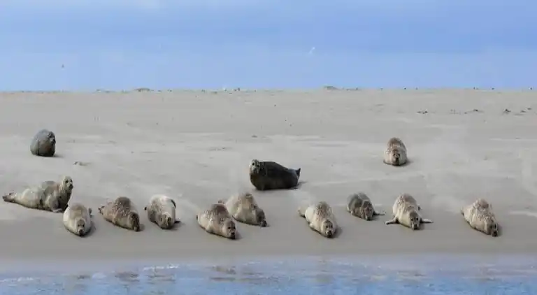 Leilighet i Den Burg