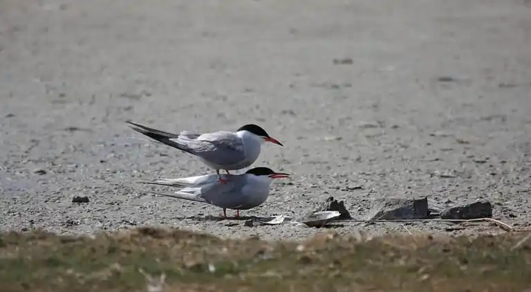 Leilighet i Den Burg