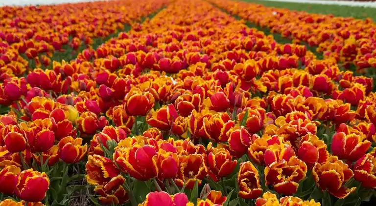 Sommerhus i 's-Gravenzande