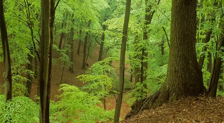 Holiday home in South Holland