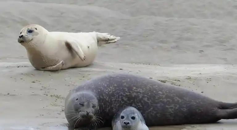 Sommerhus i Groffliers