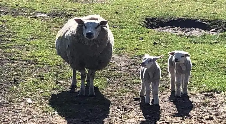 Vakantiehuis in De Cocksdorp