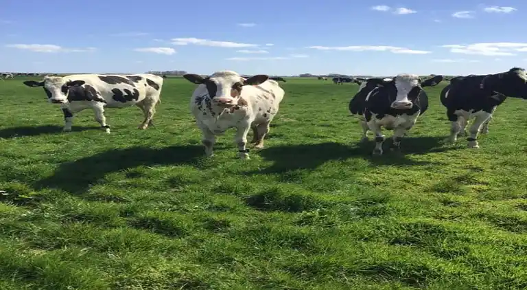 Vakantiehuis in De Cocksdorp