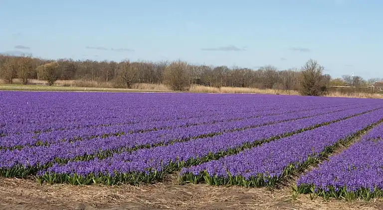 Cottage in South Holland