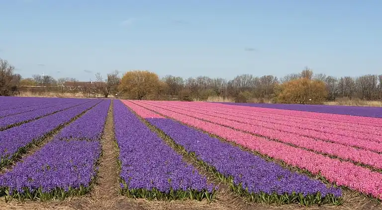 Ferielejlighed i Zuid-Holland