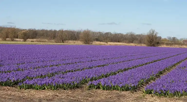 Cottage in South Holland