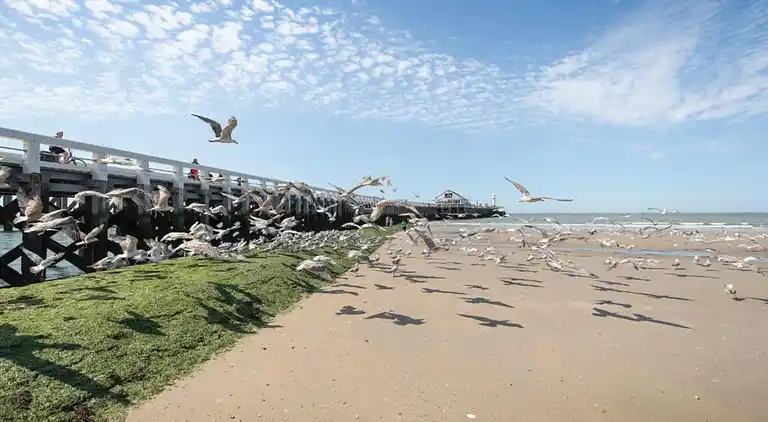 Apartment in Blankenberge