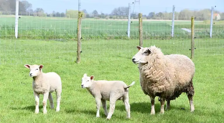 Apartment in Nieuwpoort