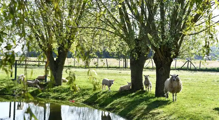 Apartment in Nieuwpoort