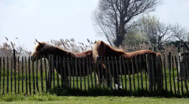 Apartment in Nieuwpoort
