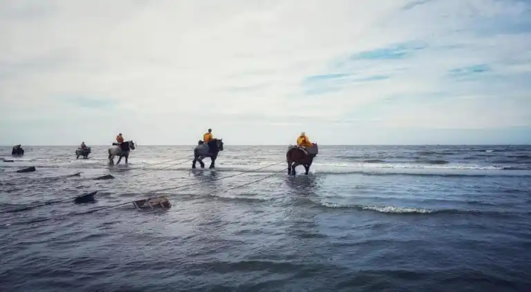 Apartment in Oostduinkerke